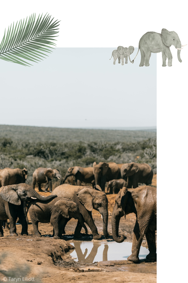 Inspiration Savane