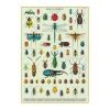 Affiche vintage insectes