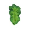 Anneau de dentition Kendall feuille de chou kale