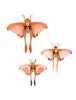 Set de 3 papillons pop-up