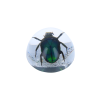 Coléoptère vert sous résine
