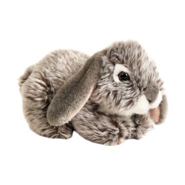 lapin bélier couché