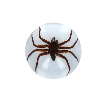 Araignée d'eau sous résine