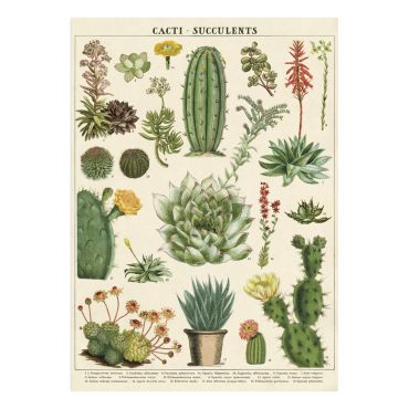 affiche vintage cactus