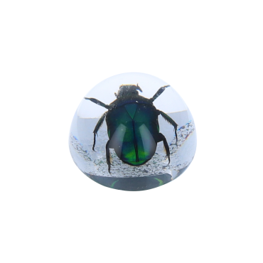 Coleoptere vert sous resine