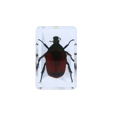 Scarabee marron inclusion sous résine